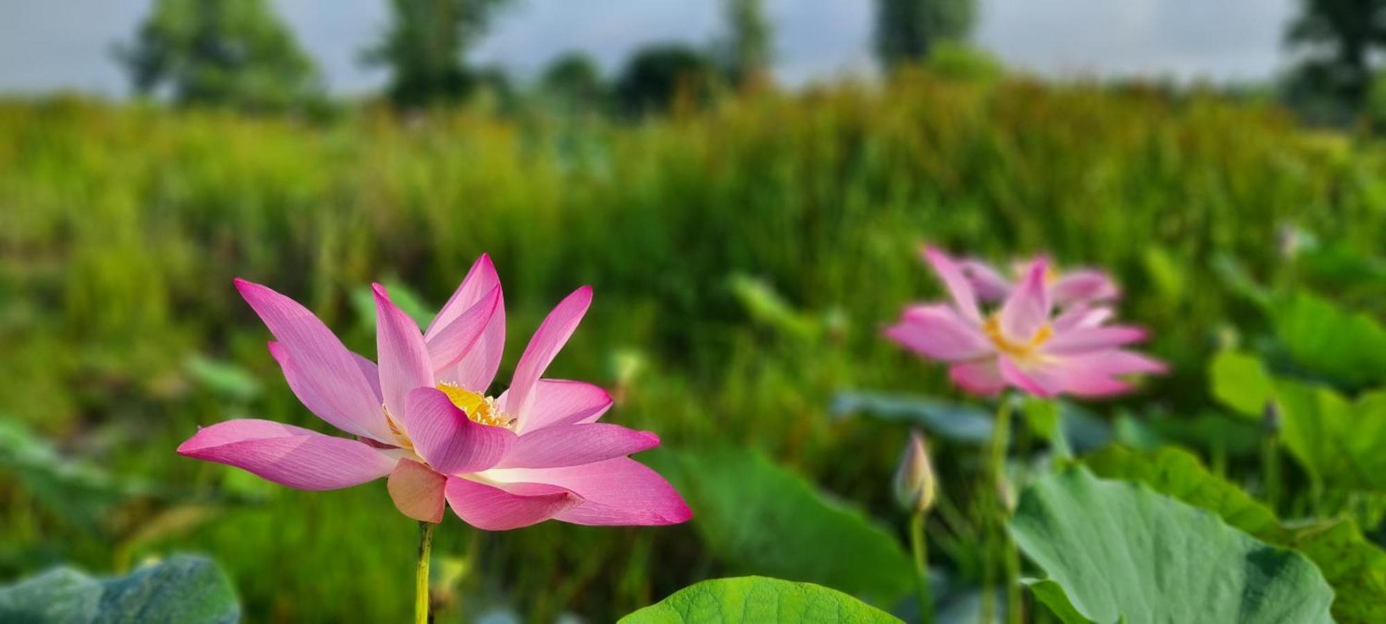 Viet Mekong Farmstay Tràm Chim 외부 사진